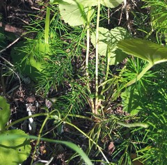 Pelargonium odoratissimum