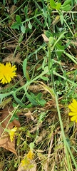 Sonchus tenerrimus