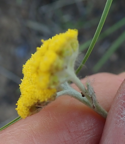 Image of Helichrysum auronitens by no rights reserved