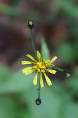 Crepis paludosa