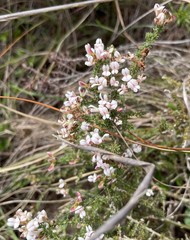 Aspalathus submissa