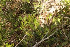 Pterocelastrus tricuspidatus