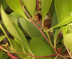 Pterocelastrus tricuspidatus