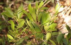 Pterocelastrus tricuspidatus