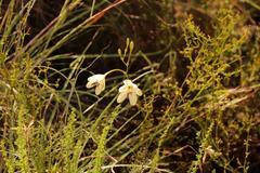 Tritonia pallida