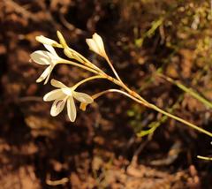 Tritonia pallida