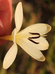 Tritonia pallida
