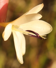 Tritonia pallida