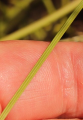 Tritonia pallida