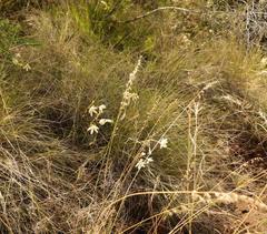 Tritonia pallida