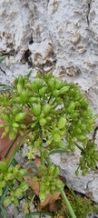 Crithmum maritimum