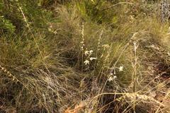 Tritonia pallida