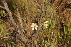 Tritonia pallida