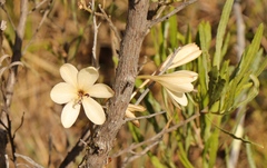 Tritonia pallida