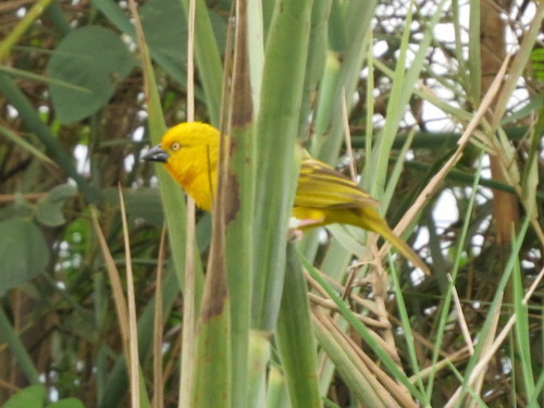 Holub's Golden-Weaver
