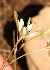 Tritonia pallida