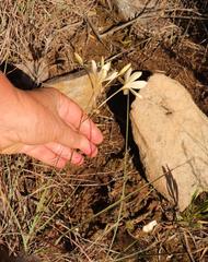 Tritonia pallida