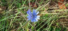 Cichorium intybus