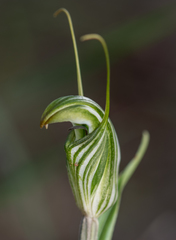 Pterostylis scabra