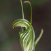 Pterostylis scabra - Photo (c) Garin Taylor, some rights reserved (CC BY-NC), uploaded by Garin Taylor