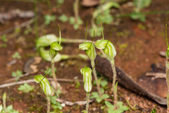 Pterostylis setulosa
