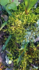 Triquetrella tristicha