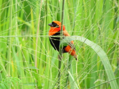 Southern Red Bishop