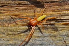 Anyphaenidae