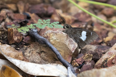 Notocrypta curvifascia