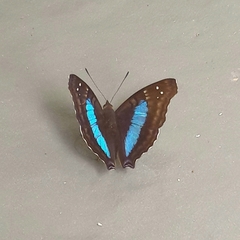 Doxocopa laurentia laurentia