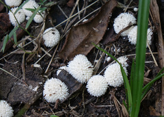 Lycoperdon pulcherrimum