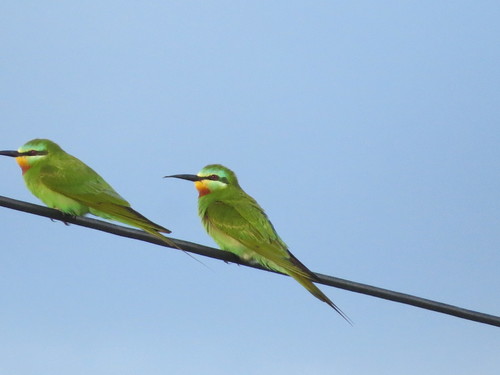 Blue-cheeked Bee-eater