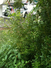 Myricaceae