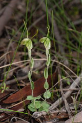 Pterostylis platypetala