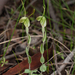 Pterostylis platypetala - Photo (c) Garin Taylor, some rights reserved (CC BY-NC), uploaded by Garin Taylor