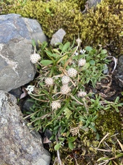 Antennaria monocephala