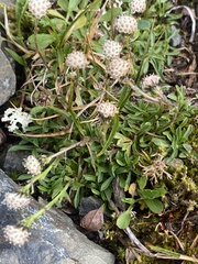 Antennaria monocephala