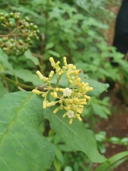 Palicourea pubescens