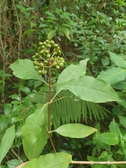 Palicourea pubescens