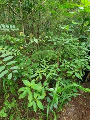 Palicourea pubescens