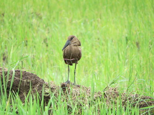 Hamerkop