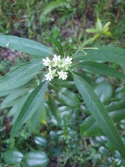 Asclepias nivea