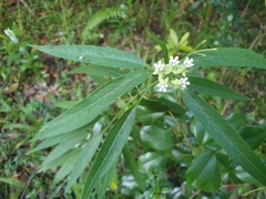 Asclepias nivea