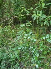 Asclepias nivea
