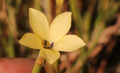 Dianthus caespitosus