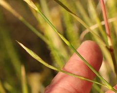 Dianthus caespitosus