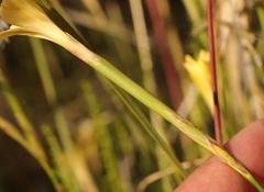 Dianthus caespitosus