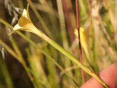 Dianthus caespitosus