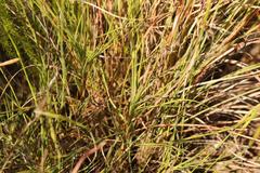 Dianthus caespitosus