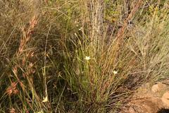 Dianthus caespitosus